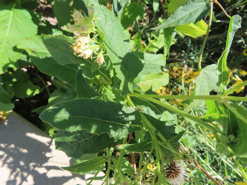Sweet Indian Plantain
