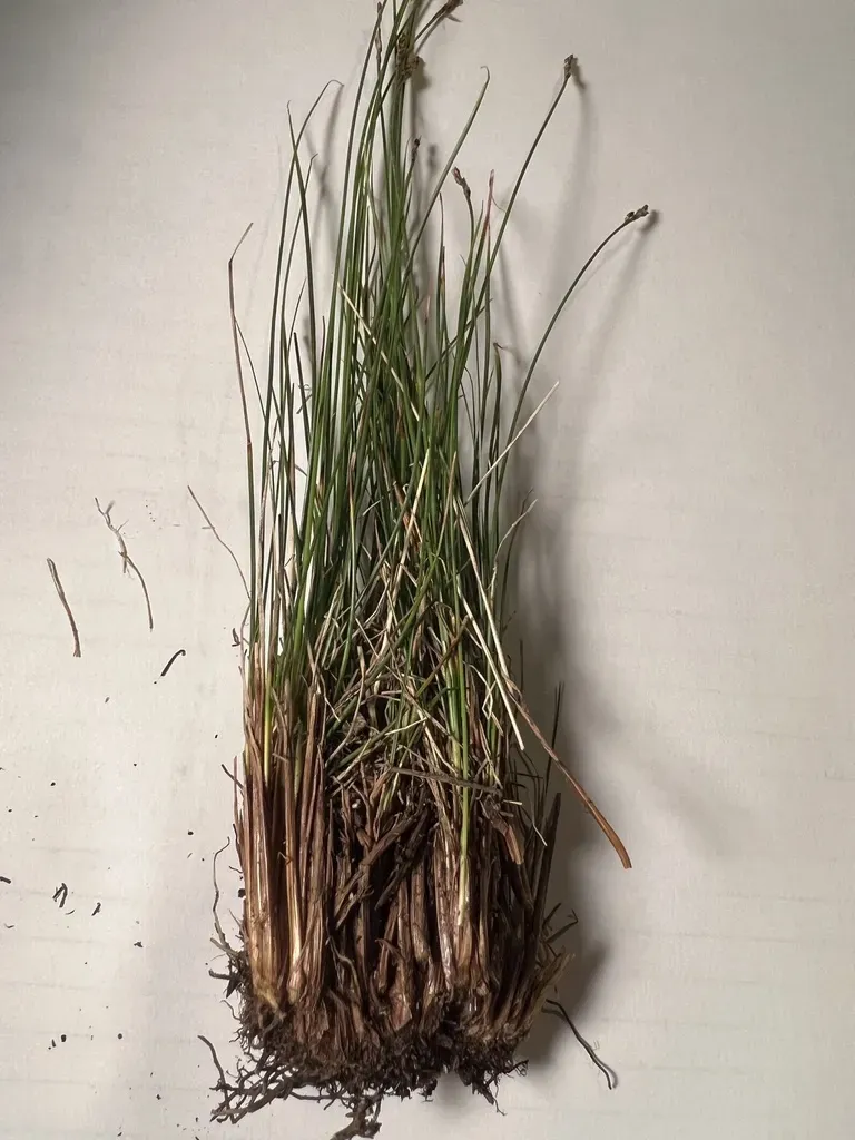 Carex Kobresia Clade 1