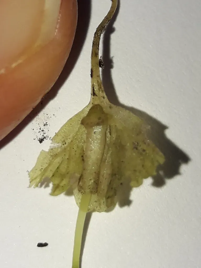 Hymenophyton Leptopodum