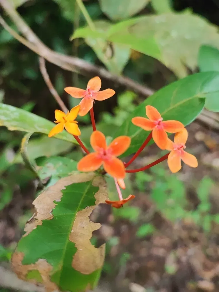 Ixora Javanica