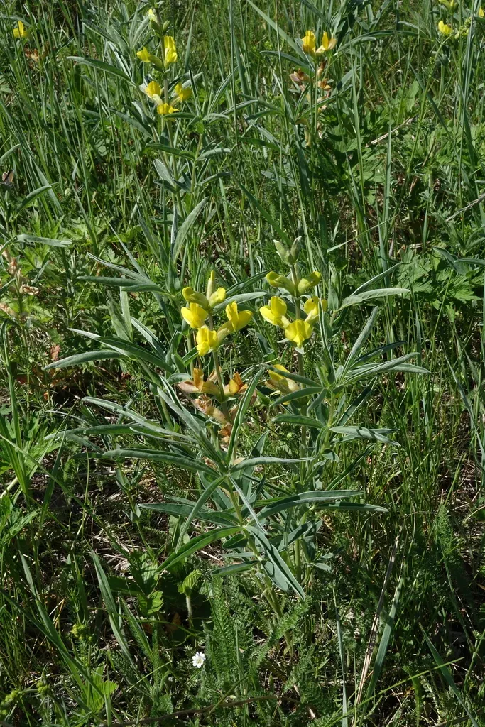 Lance-leaved False Lupine
