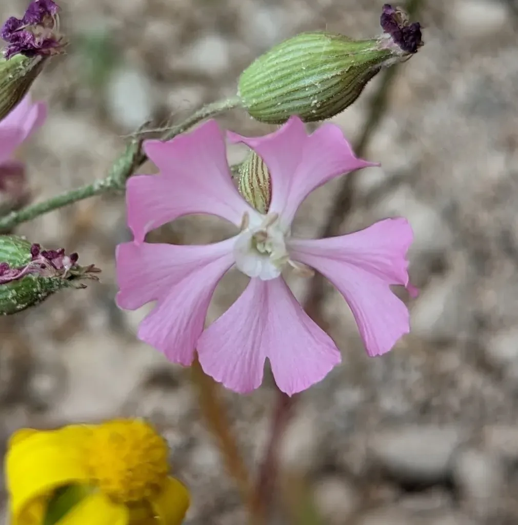 Silene Subconica
