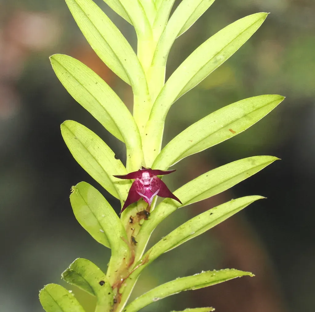 Dichaea Rubroviolacea