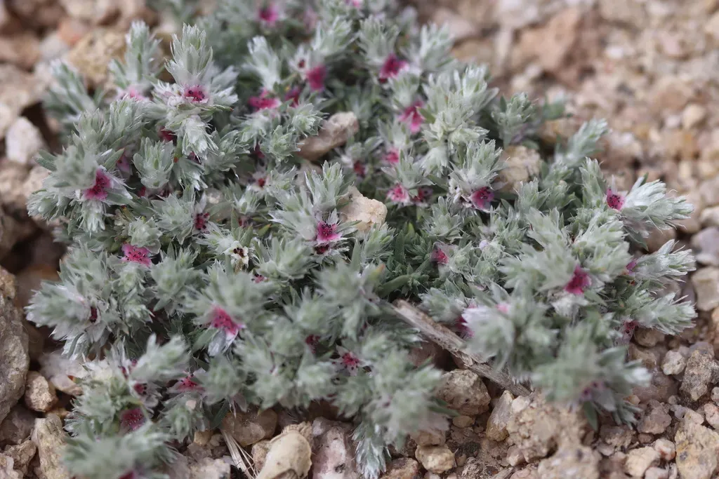 Polygonum Paronychioides