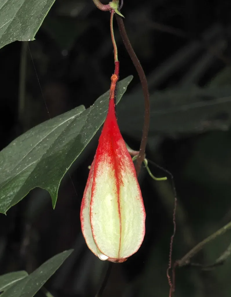 Red Passionflower