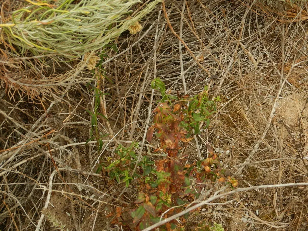 Cascading Snapdragon
