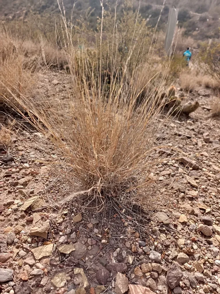 Aristida Mendocina