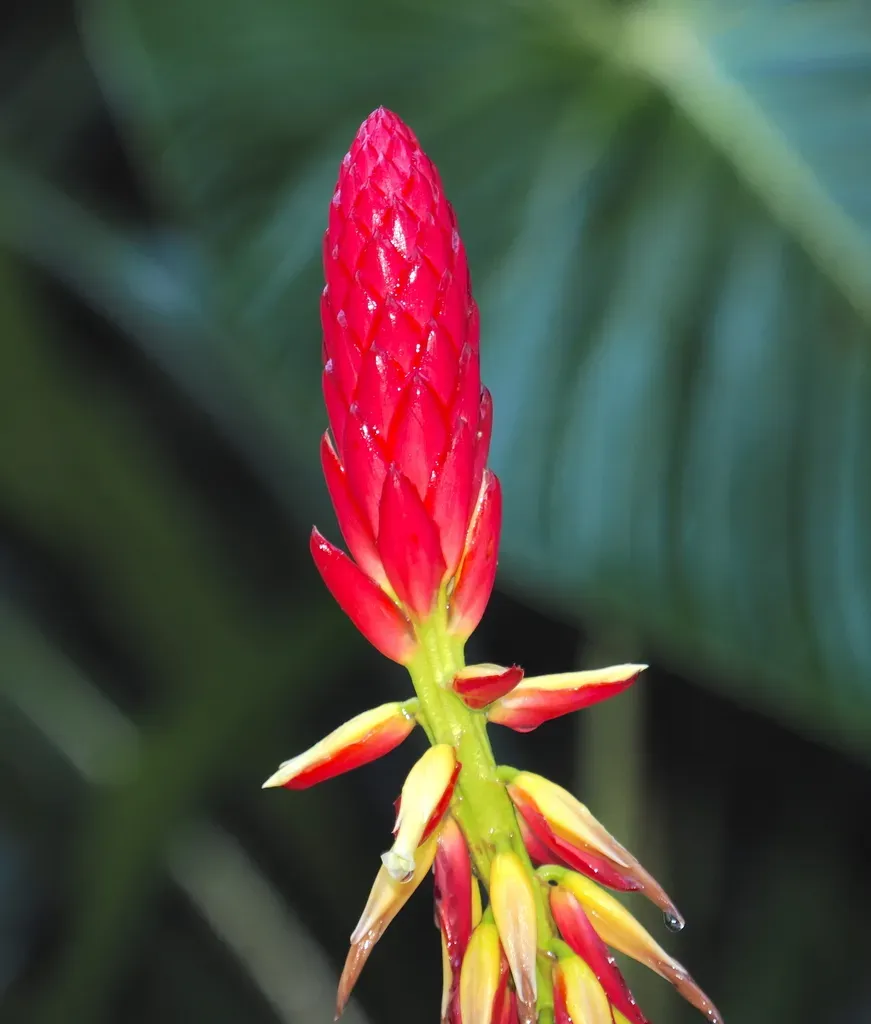 Pitcairnia Kniphofioides