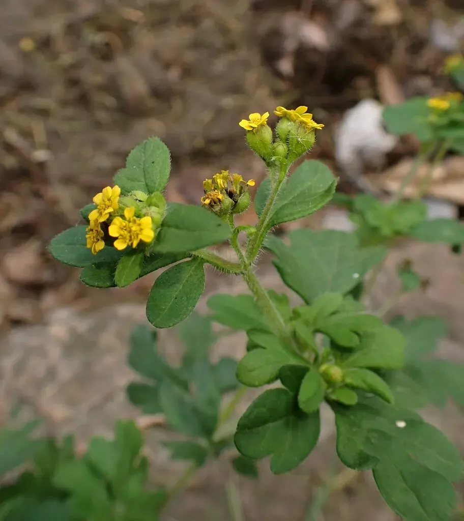 Villanova Oppositifolia