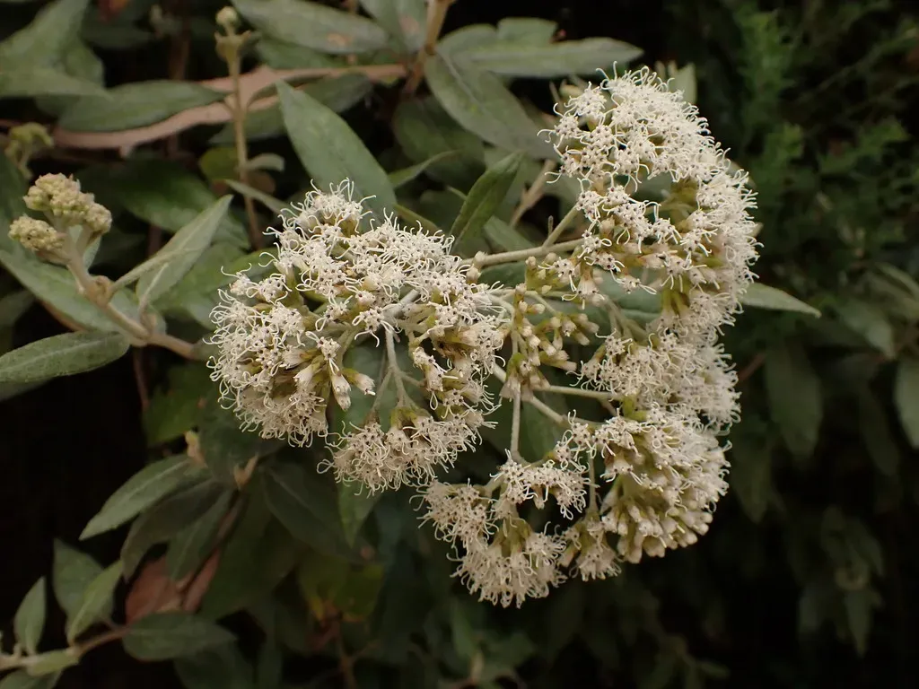 Ageratina Asclepiadea