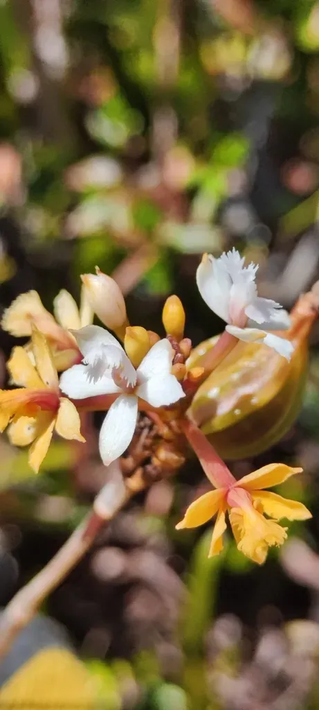 Epidendrum Rauhii