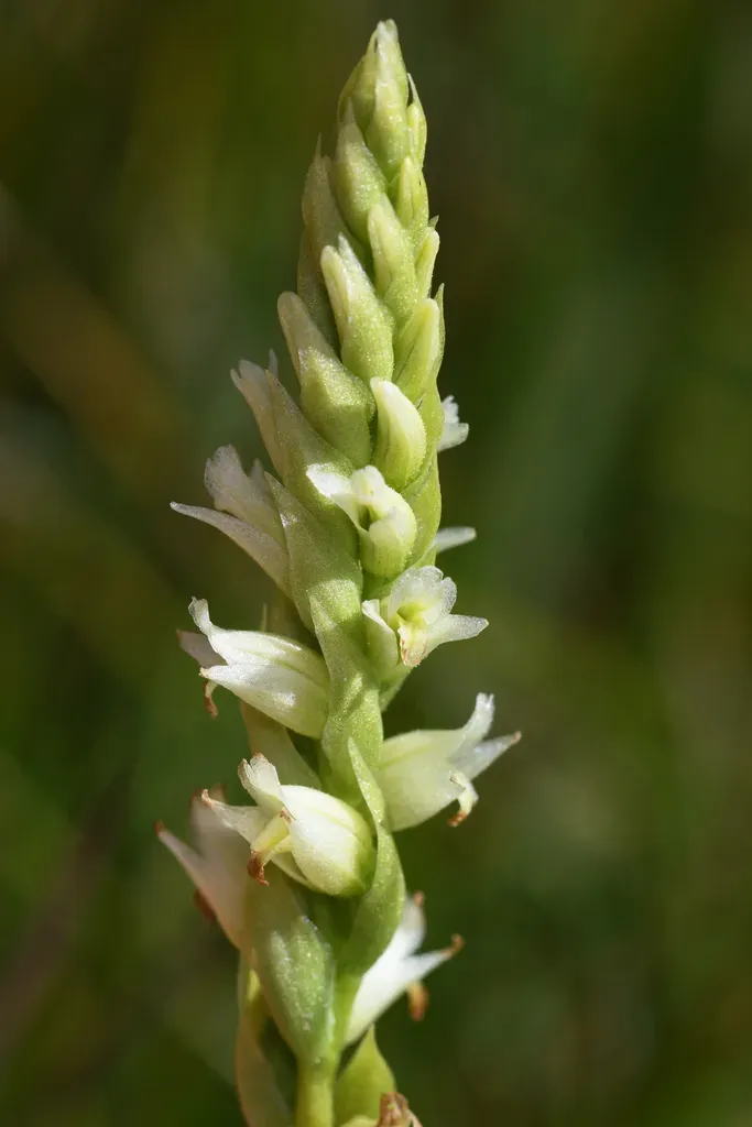 Starry Ladies'-tresses
