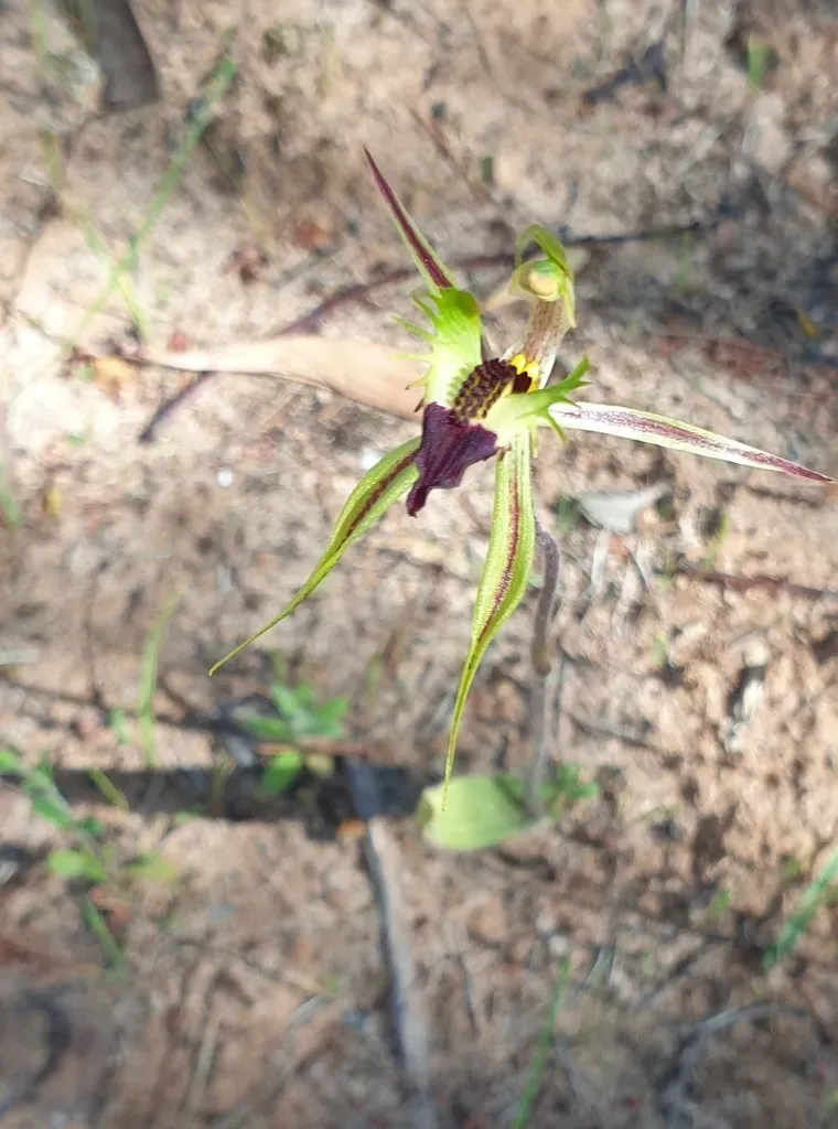 Upright Spider Orchid