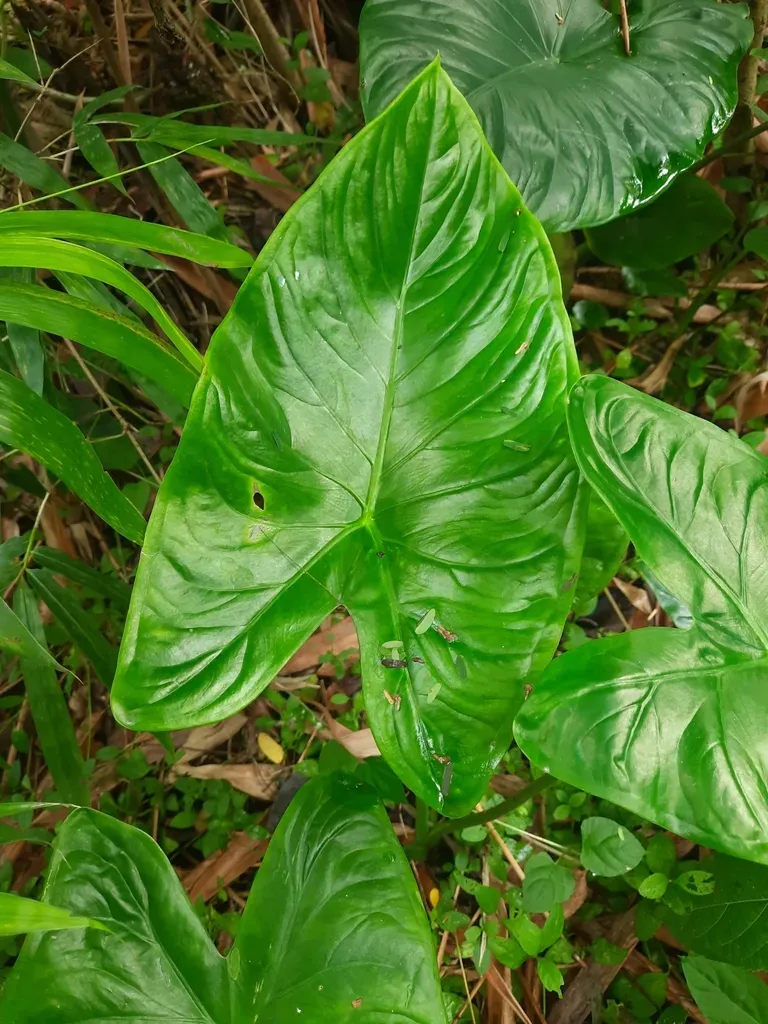Alocasia Fornicata