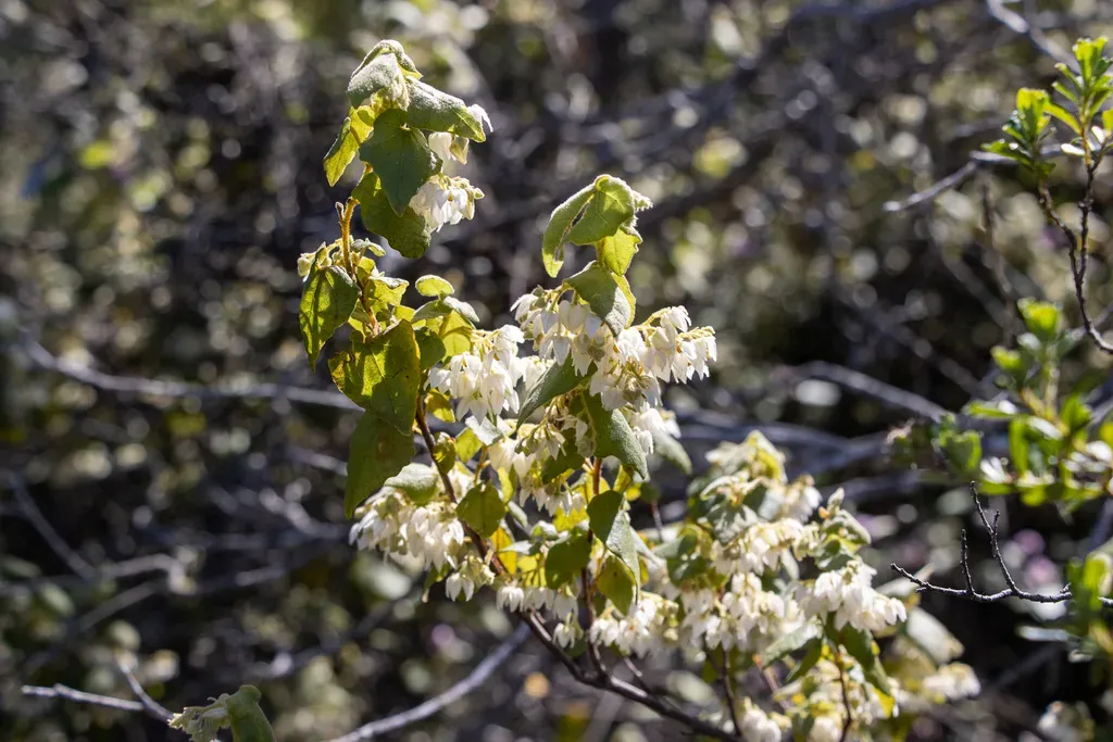 Drooping Velvet-bush