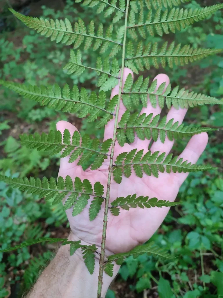 Scaly Buckler-fern
