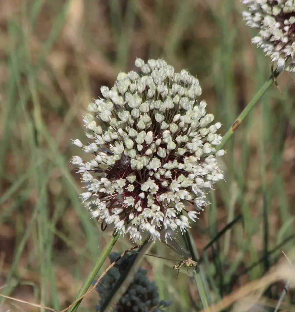 Allium Myrianthum