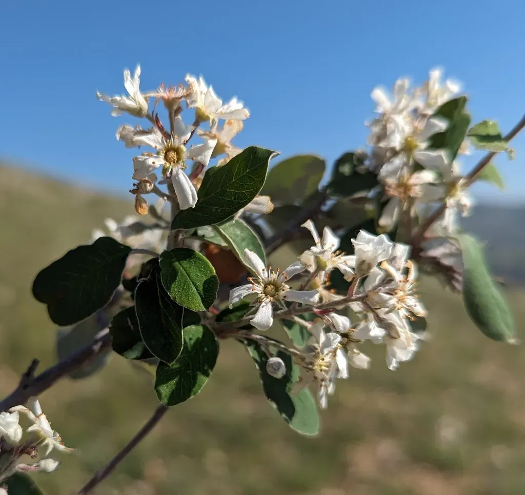 Amelanchier Parviflora
