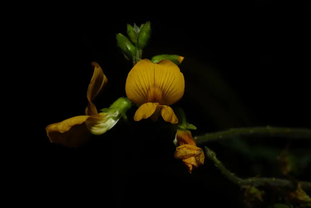 Discolobium Pulchellum