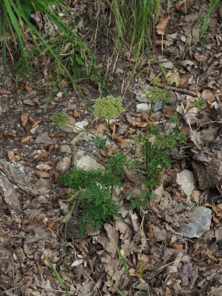 Little-leaved Angelica