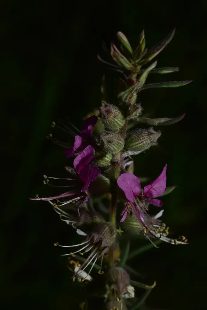 Pleurophora Saccocarpa
