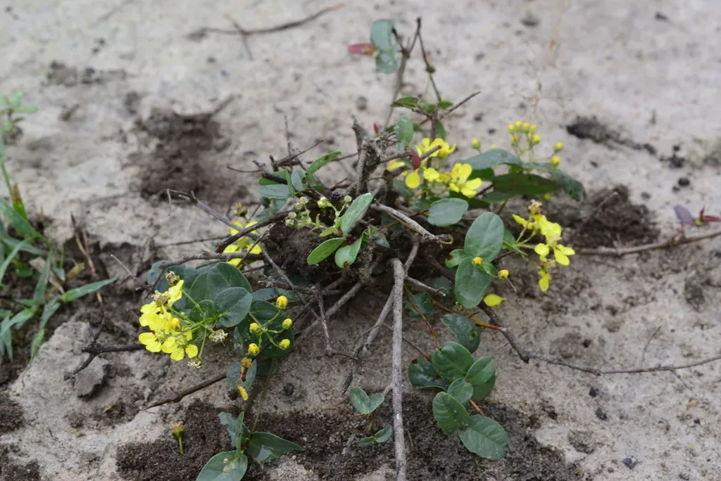 Heteropterys Amplexicaulis