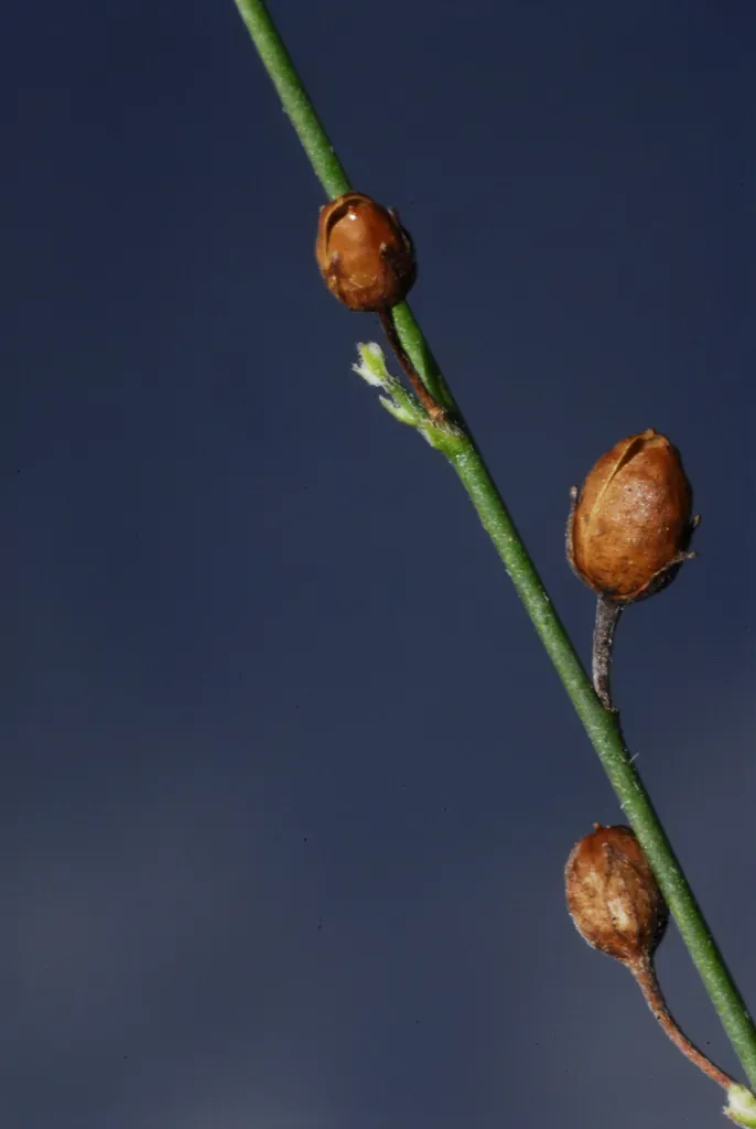 Schwenckia Angustifolia