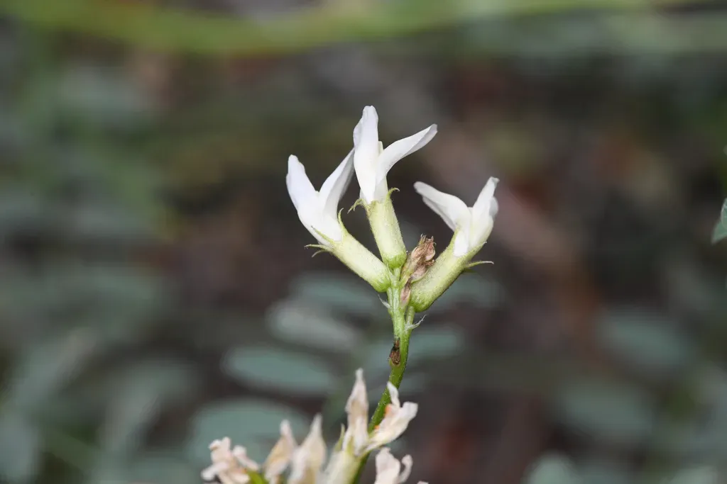 Bolander's Milkvetch