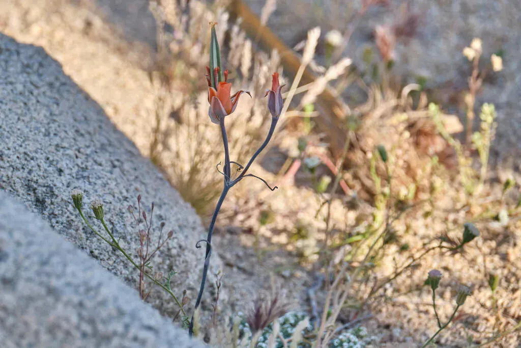 Desert Mariposa Lily