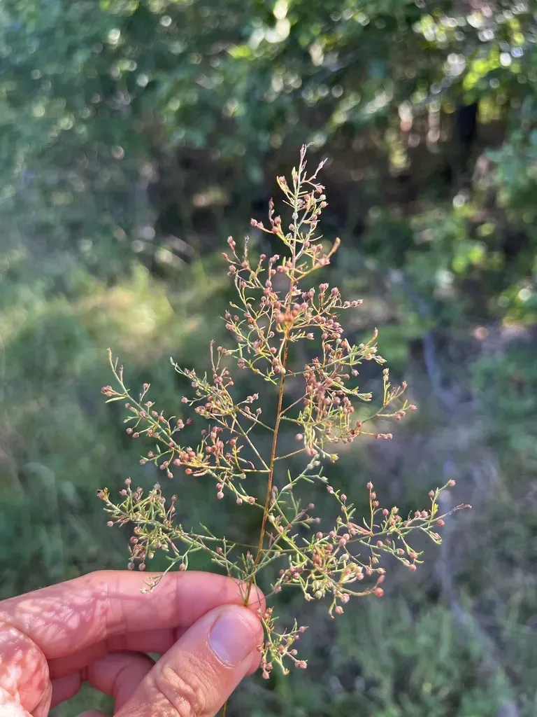 Narrow-leaf Pinweed