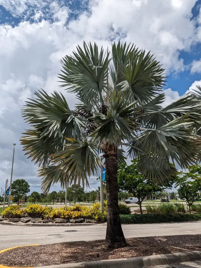 Bismarck Palm