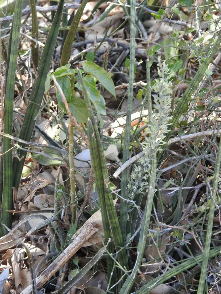 Jatropha Maheshwarii