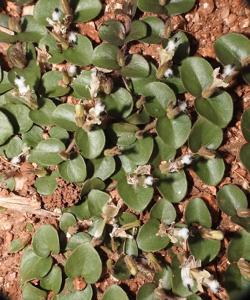 Andrographis Serpyllifolia