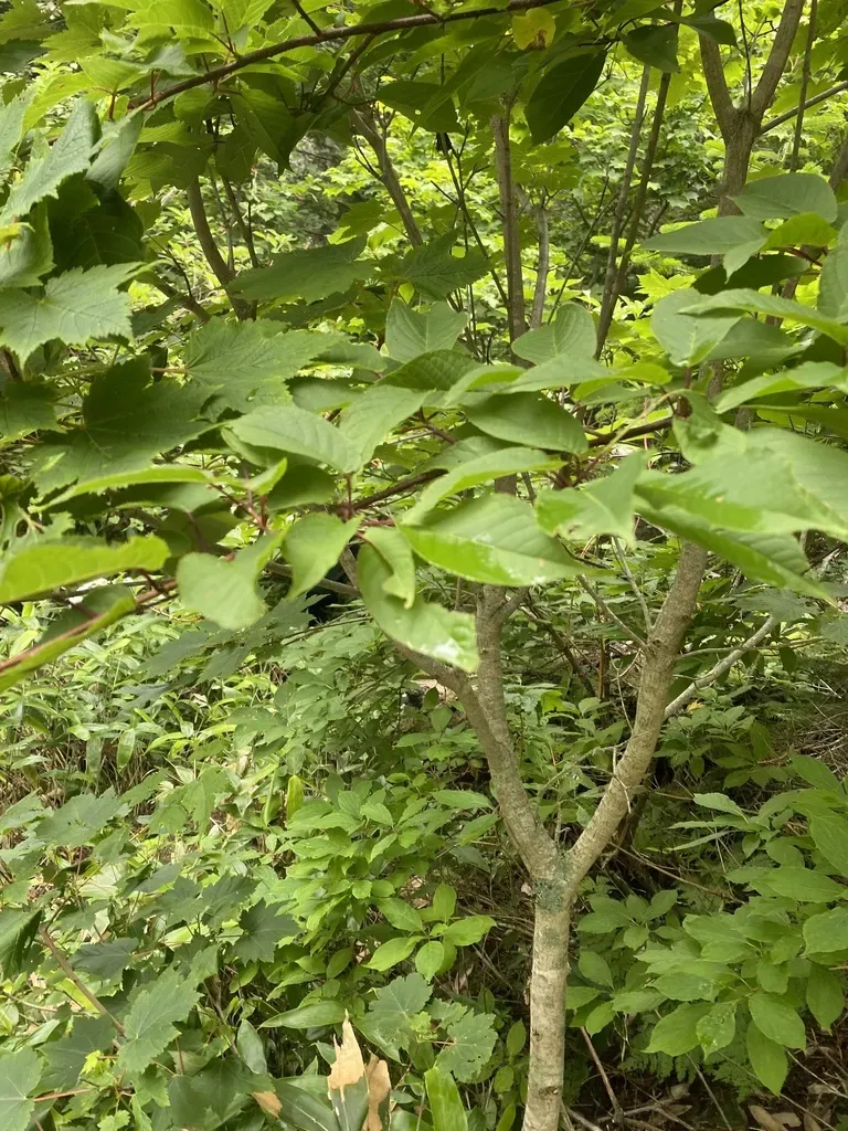 Japanese Bird Cherry