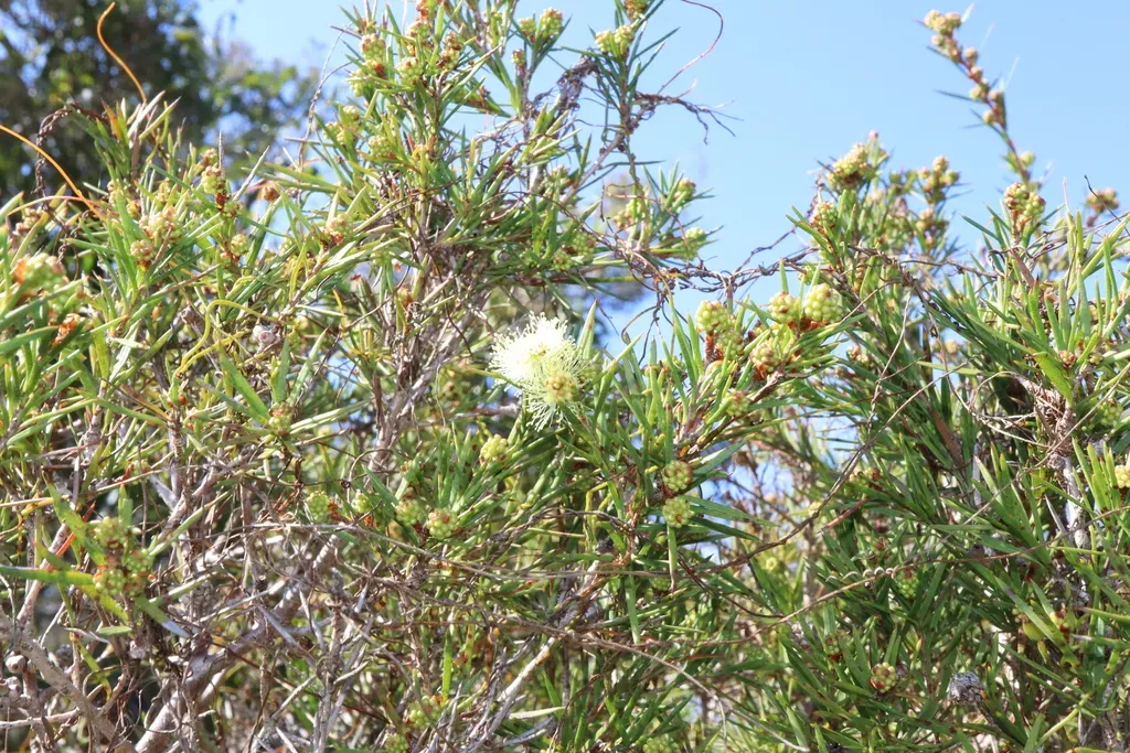 Prickly-leaved Paperbark