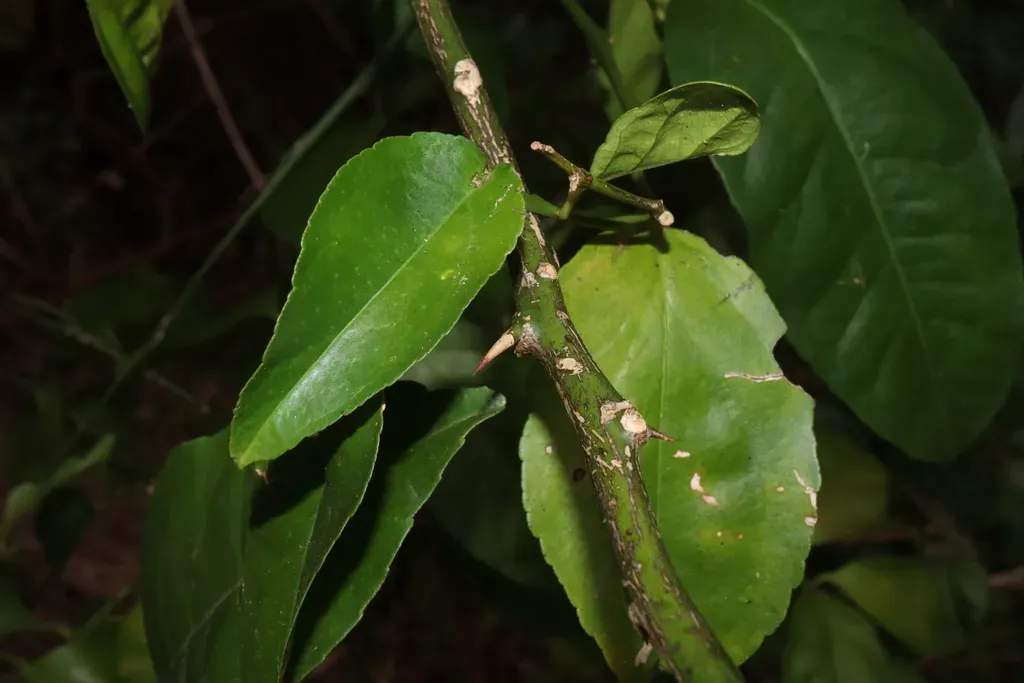 Rough Lemon
