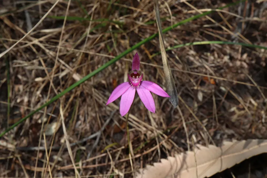 Caladenia Quadrifaria