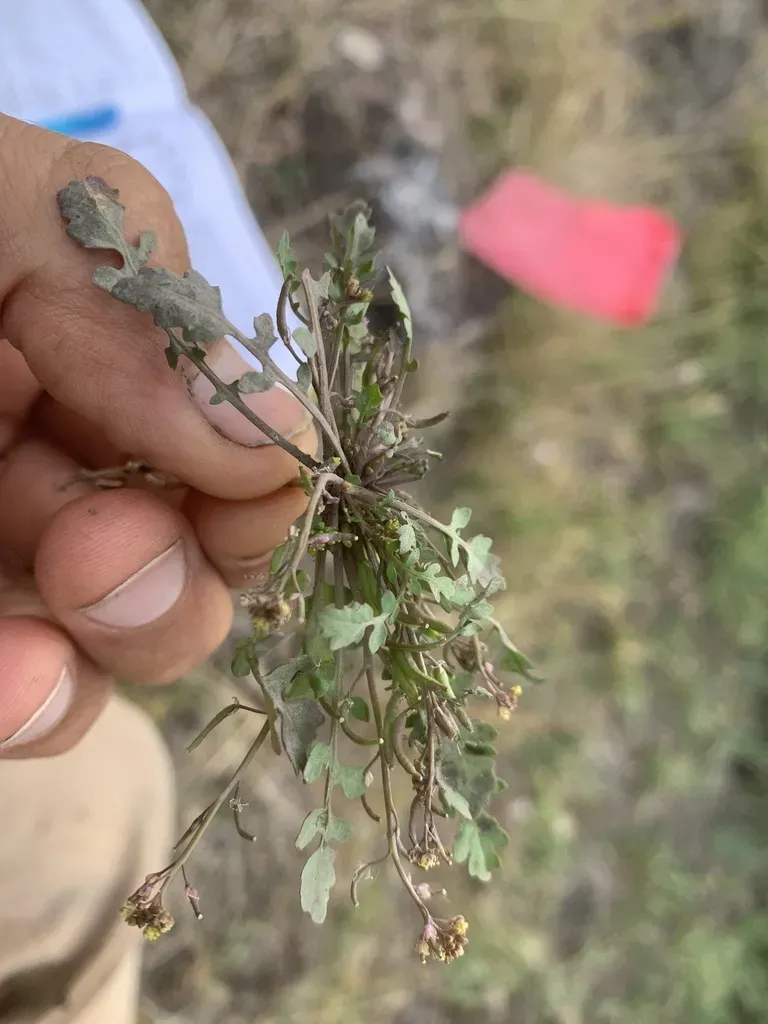 Slender Yellow-cress