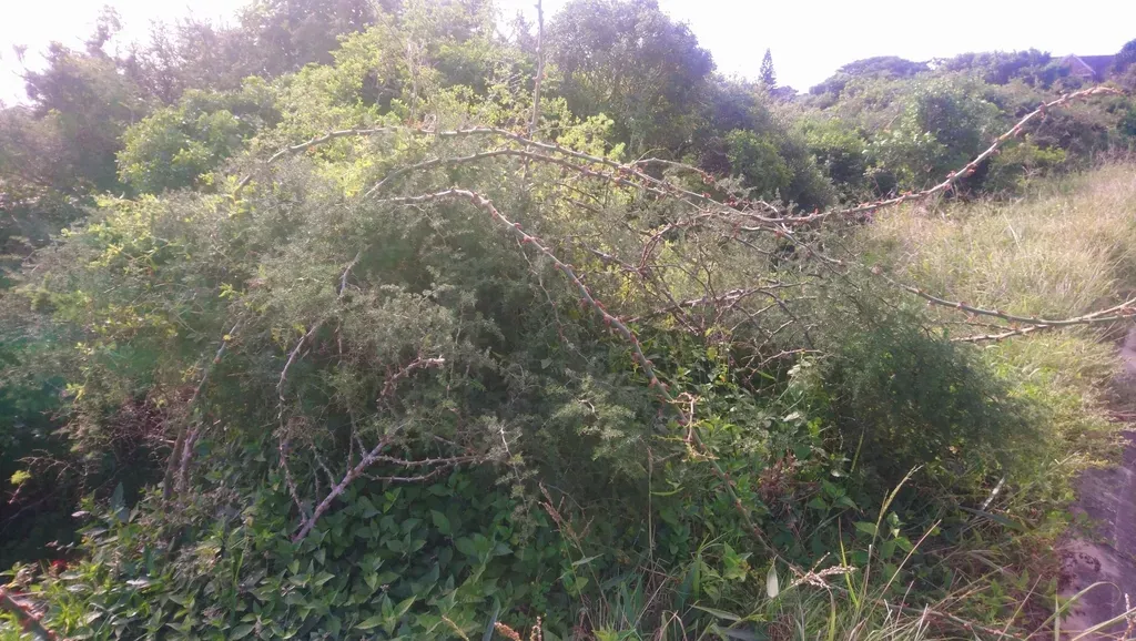 Manyflower Asparagus