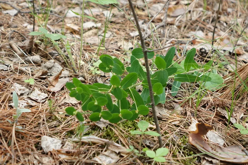 Euphorbia Jenisseiensis