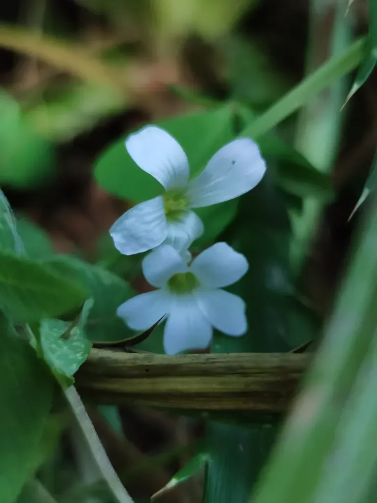 Alpine Woodsorrel