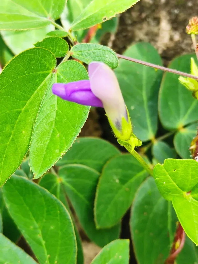 Few-flowered Bean
