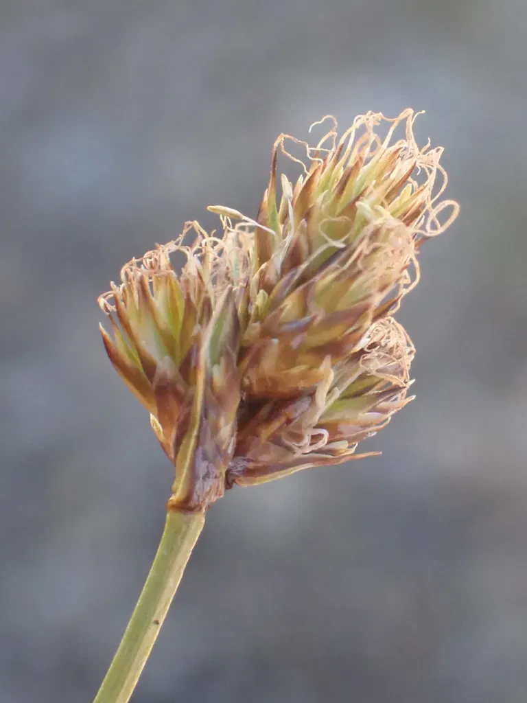 Presl's Sedge