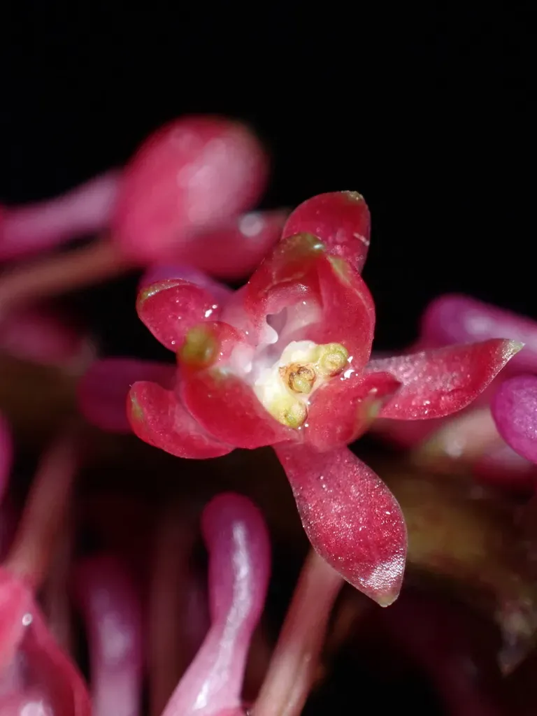Robiquetia Bertholdii