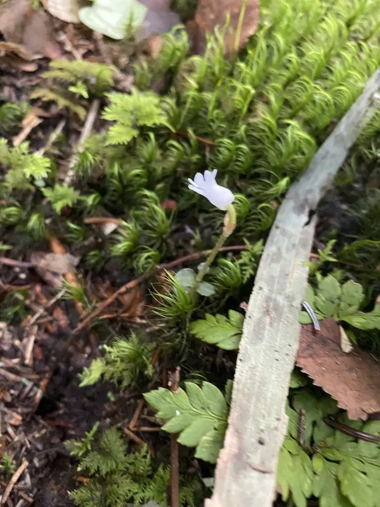 Odontochilus Japonicus