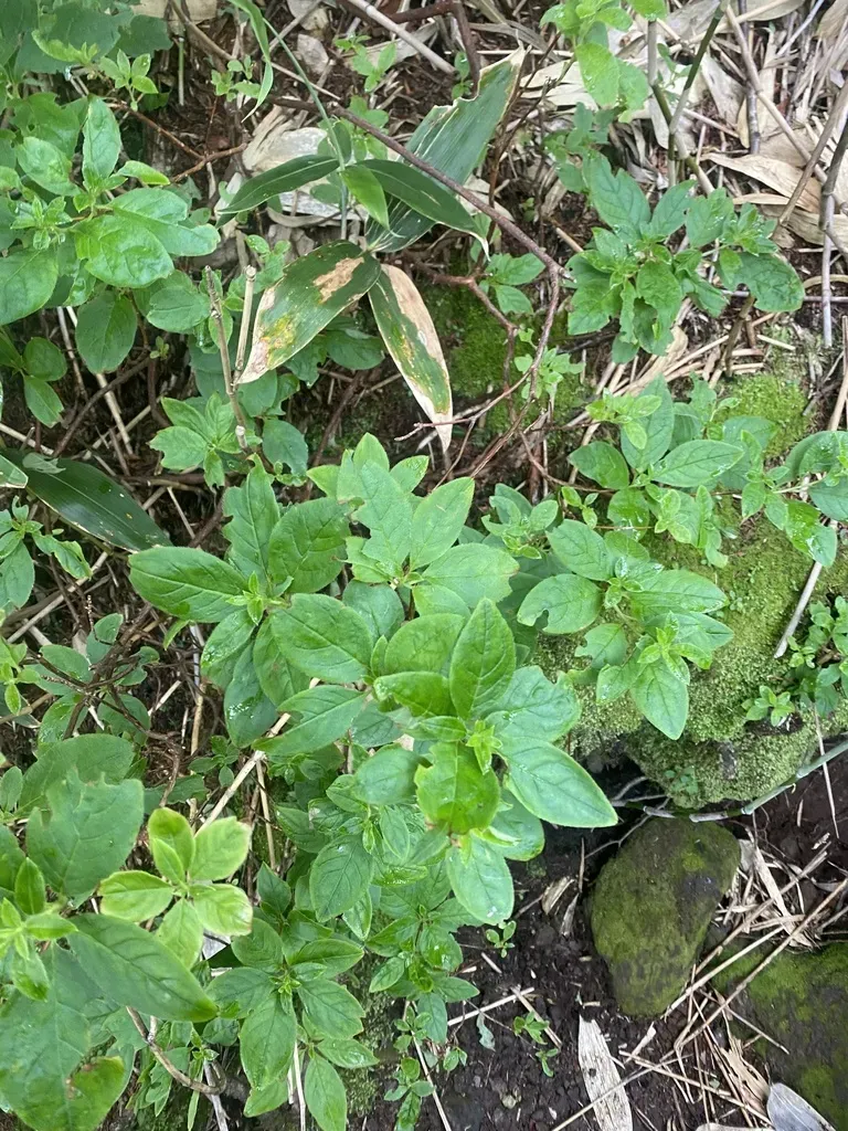Rhododendron Pentandrum