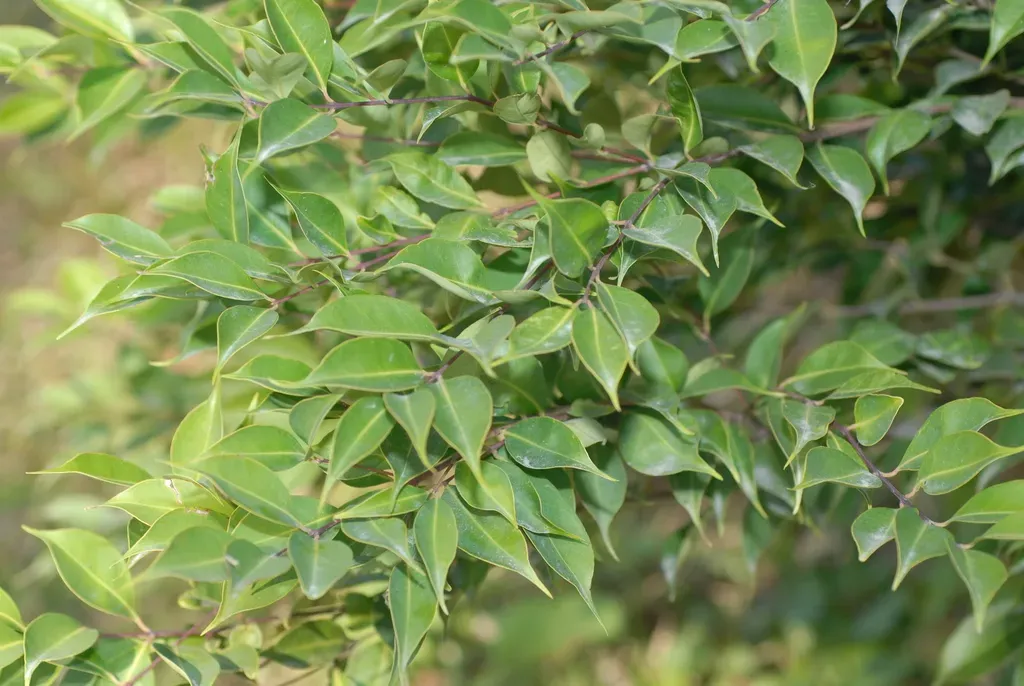 Syzygium Acuminatissimum