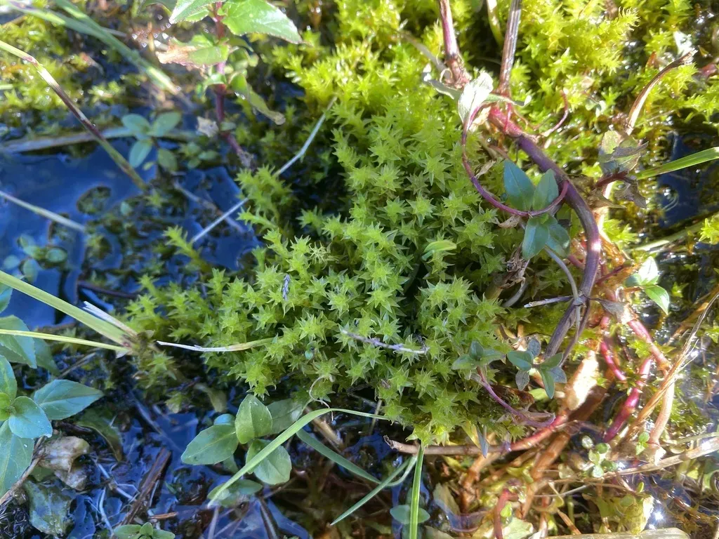 Marsh Forklet Moss