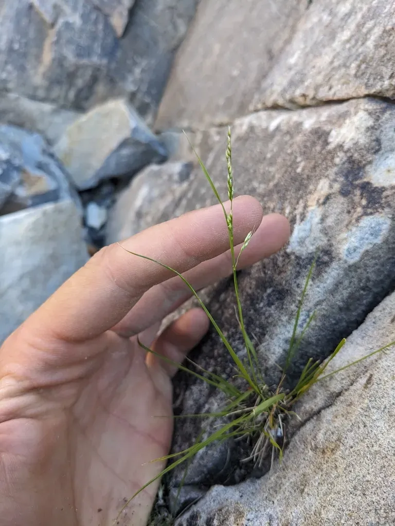 Little Mountain-ricegrass