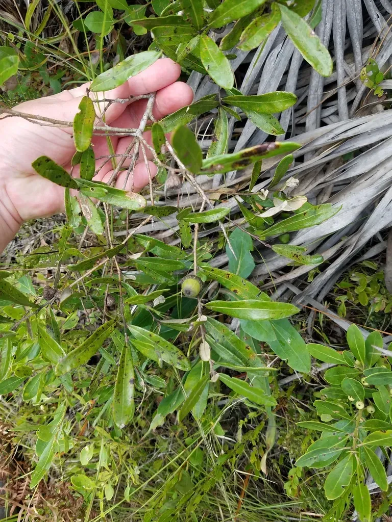 Runner Oak